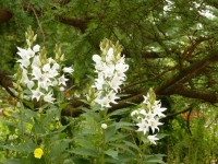 Wald-Glockenblume - Campanula latifolia var. macrantha ‘Alba’ Wald-Glockenblume - Campanula latifolia var. macrantha ‘Alba’