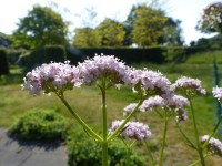 Baldrain – Valeriana officinalis Baldrain – Valeriana officinalis