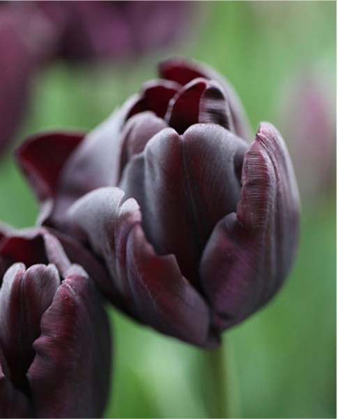 Tulpe Paul Scherer