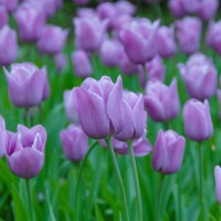 Tulpe Violet Beauty