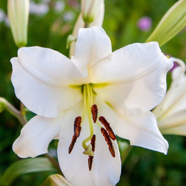 Lilium ’Tisento’ - BIO