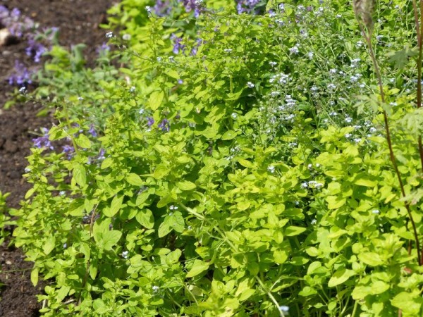 Wilde Majoran, Oregano, Gewöhnlicher Dost - Origanum vulgare