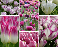 Tulpen in Rosa-Lila und Weiß