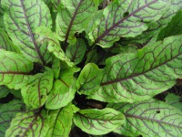 Blut-Ampfer - Rumex sanguineus var. sanguineus Blut-Ampfer - Rumex sanguineus var. sanguineus