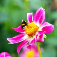 Dahlie Sweetheart Dahlie Sweetheart