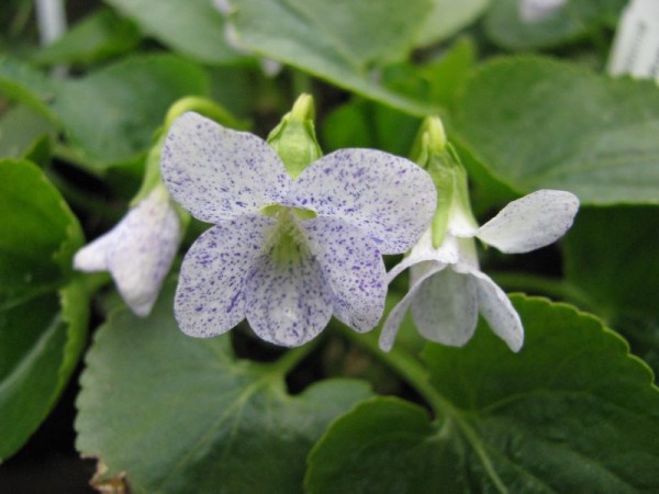 Pfingst-Veilchen - Viola sororia ´Freckles´