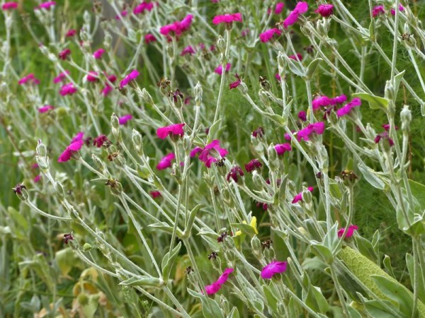 Vexiernelke - Lychnis coronaria