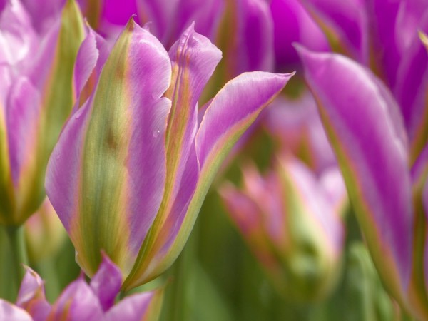 Tulpe Violet Bird