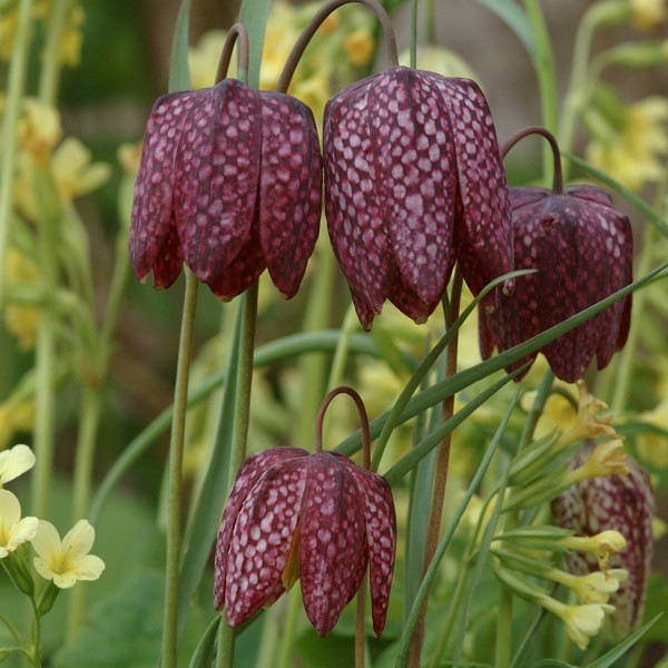 Fritillaria meleagris 10 Stück