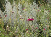 Silbriger Wermut - Artemisia ludoviciana ‘Silver Queen’ Silbriger Wermut - Artemisia ludoviciana ‘Silver Queen’