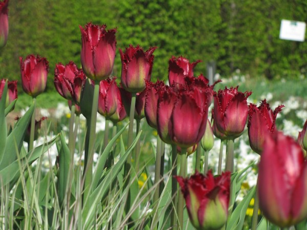 Tulpe Black Jewel