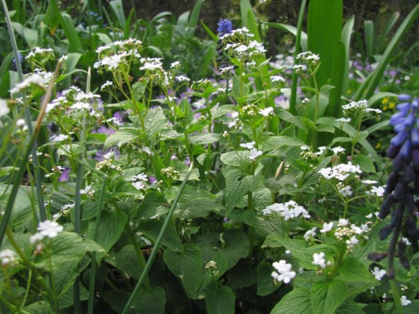 Kaukasus-Vergissmeinnicht - Brunnera macrophylla ‘Betty Bowring’