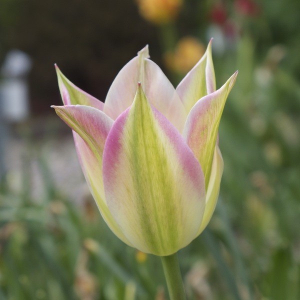 Tulpe Florosa