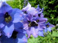 Hohe Rittersporn - Delphinium Elatum-Hybr. ‘Ouvertüre’ Hohe Rittersporn - Delphinium Elatum-Hybr. ‘Ouvertüre’