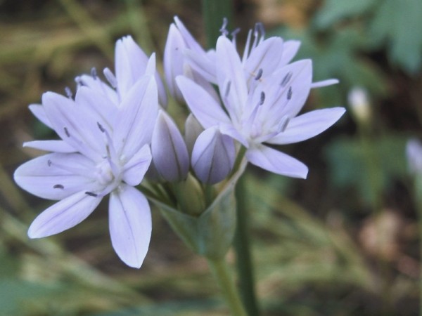 Allium Cameleon