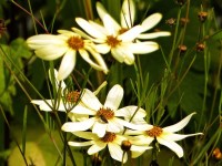 Quirlblättrige Mädchenauge - Coreopsis verticillata ‘Moonbeam‘ Quirlblättrige Mädchenauge - Coreopsis verticillata ‘Moonbeam‘
