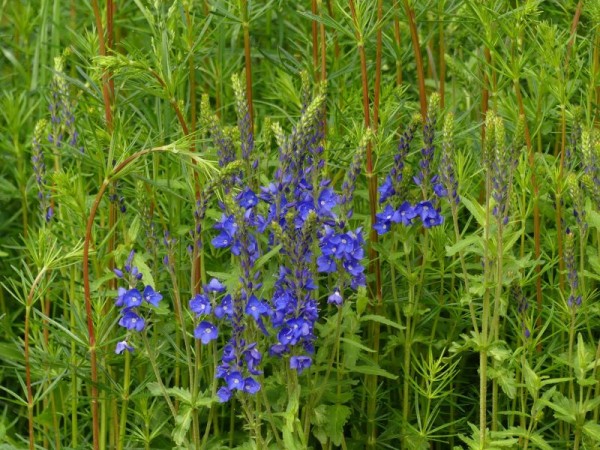 Büschel-Ehrenpreis - Veronica austriaca (teucrium)´Königsblau`