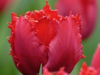 Tulpe Chrystal Beauty