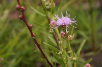 Liatris aspera Liatris aspera
