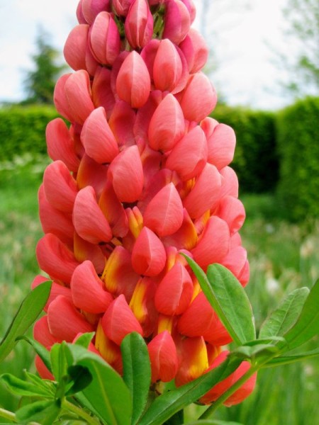 Lupine -Lupinus Polyphyllus-Hybr. ‘Mein Schloß’