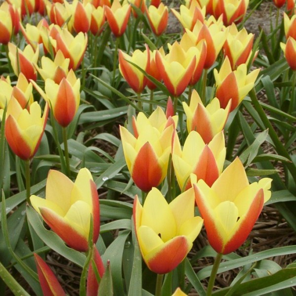 Wildtulpe Tulipa clusiana 'Taco' - BIO