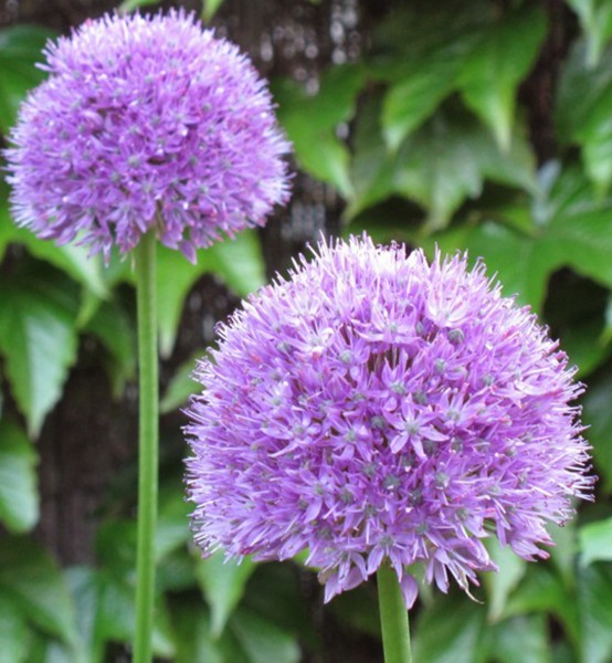 Allium macleanii (= A. elatum)