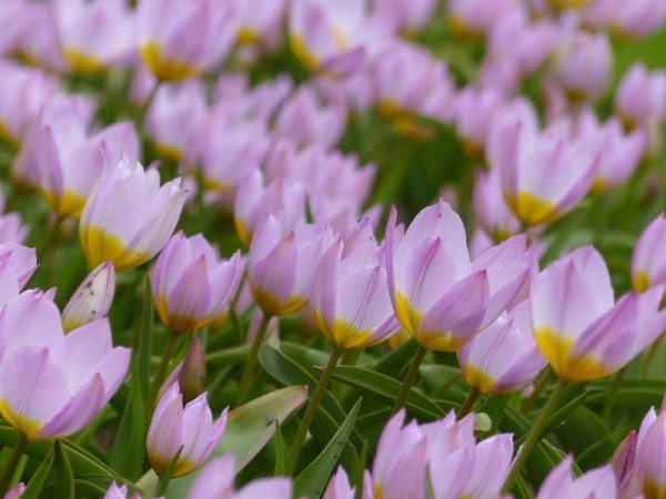 Tulpe Lilac Wonder