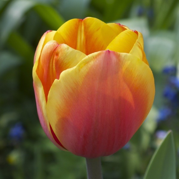 Tulpe Pako