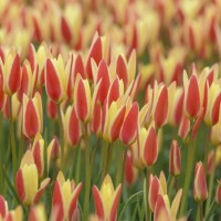 Wildtulpe - Tulipa clusiana 'Tinka' - BIO