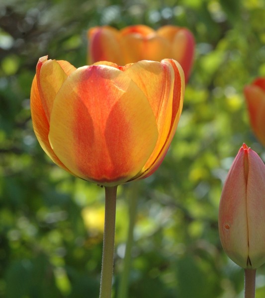 Tulpe Gudoshnik