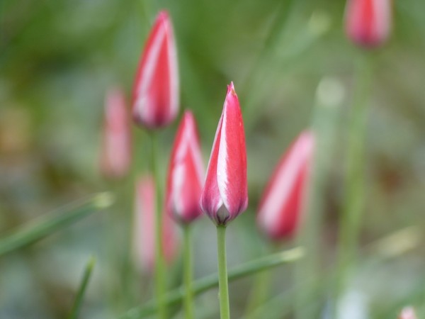 Tulipa clusiana