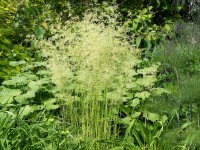 Deschampsia cespitosa 'Goldschleier' Deschampsia cespitosa 'Goldschleier'