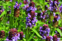 Sehr dunkle Blüten hier.... Sehr dunkle Blüten hier....