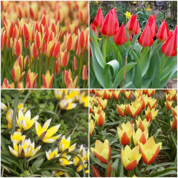 Wildtulpen in Sonnenaufgangsfarben - BIO