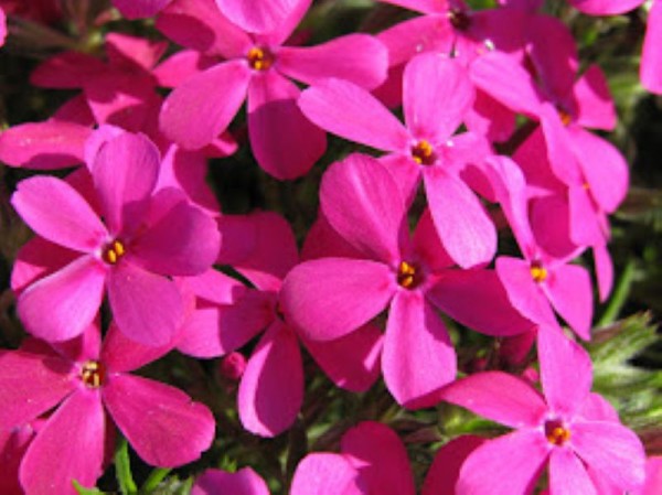 Polster-Flammenblume - Phlox Douglasii-Hybr. 'Crackerjack' 