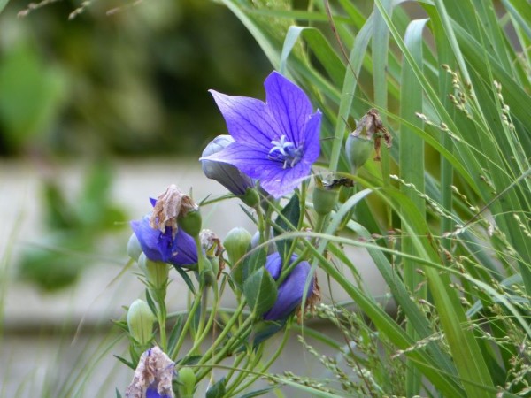 Ballonblume - Platycodon grandiflorus 'Mariesii'