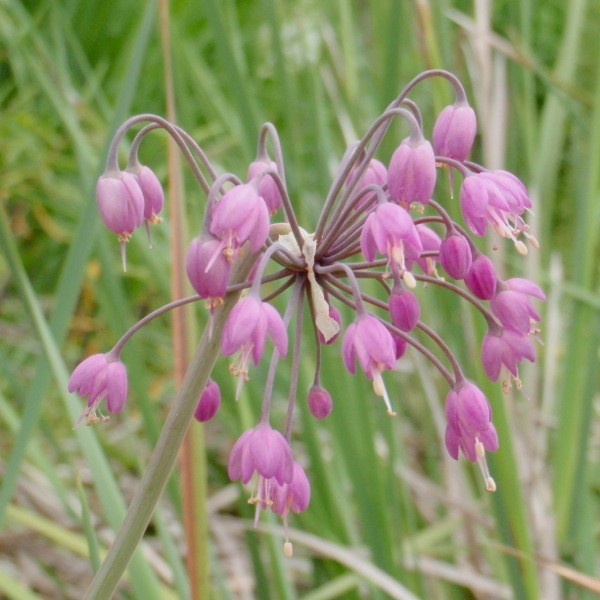Allium cernuum 5 Stück