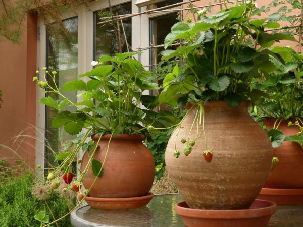 Garten-Monatserdbeere - Fragaria vesca var. semperlorens ´Verbesserte Rügen´ 