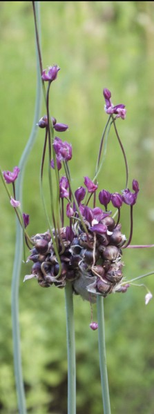 Allium scorodoprasum