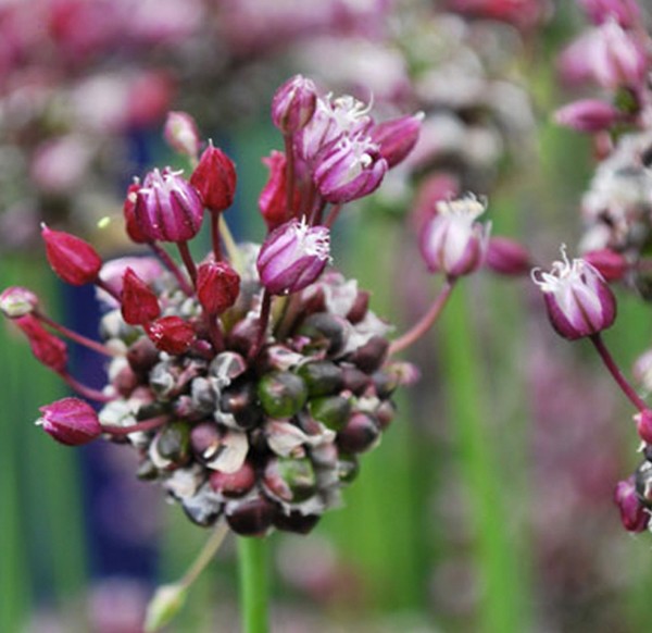 Allium 'Passion' 20 Stück
