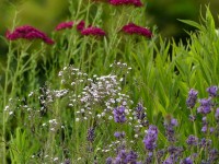 Rosenschleierkraut mit Schafgarbe und Lavendel Rosenschleierkraut mit Schafgarbe und Lavendel