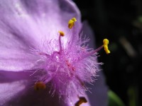 Dreimasterblume Dreimasterblume