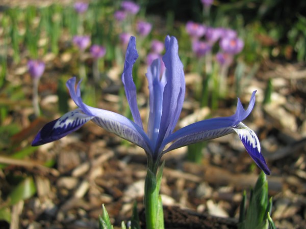 Iris reticulata 'Clairette' 25 Stück