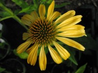 Purpursonnenhut - Echinacea ‘Mellow Yellows’ Purpursonnenhut - Echinacea ‘Mellow Yellows’