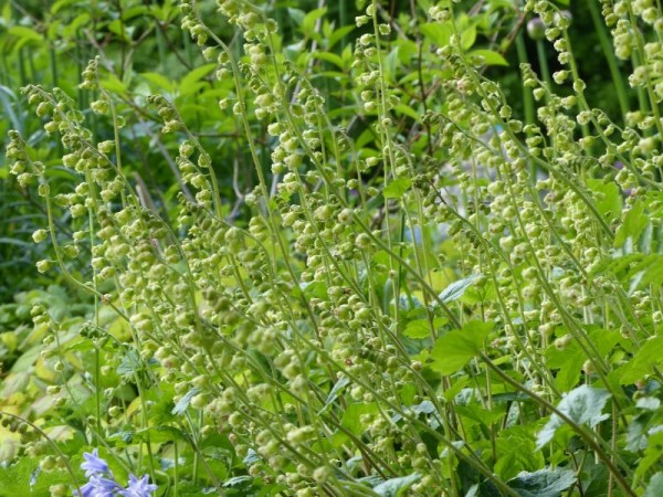 Falsche Alraunwurzel - Tellima grandiflora