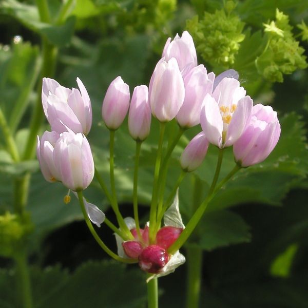 Allium roseum 20 Stück