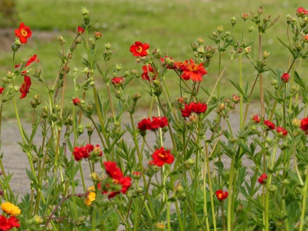 Blutrotes-Fingerkraut - Potentilla atrosanguinea