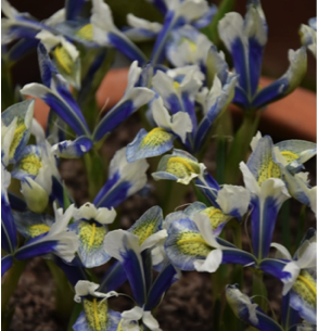 Iris reticulata 'Sea Breeze'