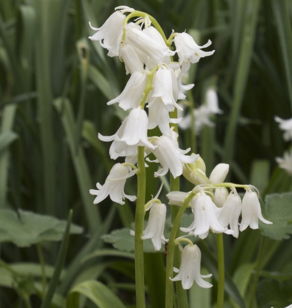 Hyacinthoides non-scripta 'Alba' 50 Stück