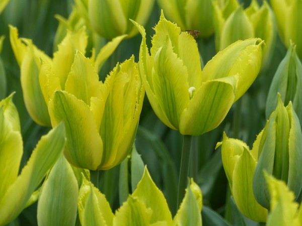 Tulpe Dancing Show